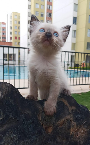 Ragdoll Hembra/ Fb Gatos Siames Bucaramanga Y Bogotá 2.0