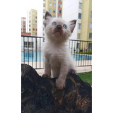 Ragdoll Hembra/ Fb Gatos Siames Bucaramanga Y Bogotá 2.0