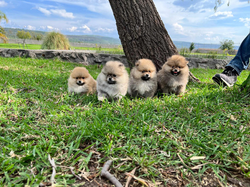 Pomerania Machos