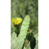 Nopal Con Frutos-tunas- Cactus Opuntia Ficus -