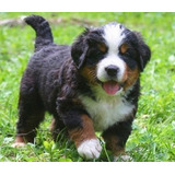 Perros Cachorros Bernés De La Montaña Boyero De Bernes Puppy