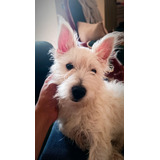 Cachorra Westy - Cachorra West Highland White Terrier 