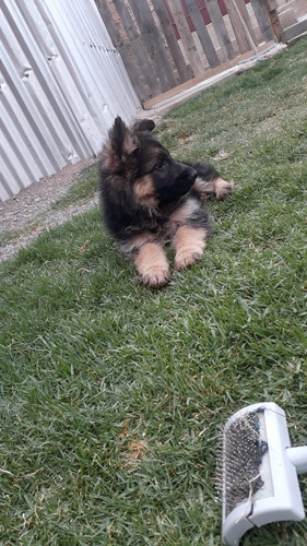 Cachorros Pastor Aleman Inscritos Kennel Club