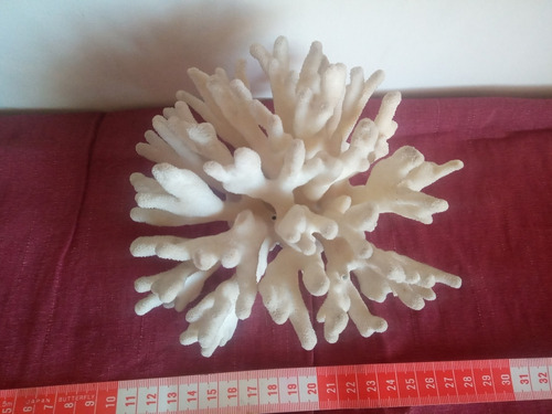 Coral Blanco Marino Acropora Humilis Mar Pez Pecera Baño 