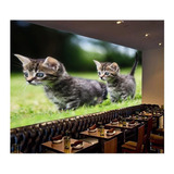 Papel De Parede Animais Gatos Filhotes Grama 9,5m² Anm137