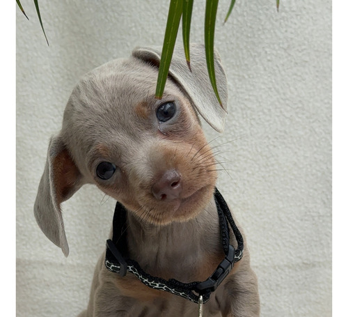 Cachorros Salchichas Minis 