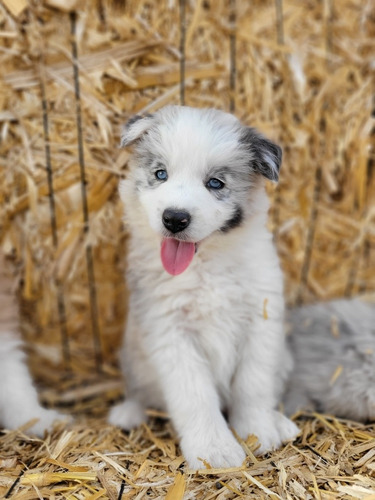 Cachorros Border Collie (aptos A Cpr Tatuaje)