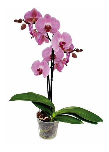 Orquídea Phalaenopsis Premium - Orquídea Mariposa