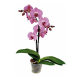 Orquídea Phalaenopsis Premium - Orquídea Mariposa