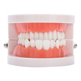 Modelo De Dientes, Dentaduras Postizas, 28 Piezas, Herramien