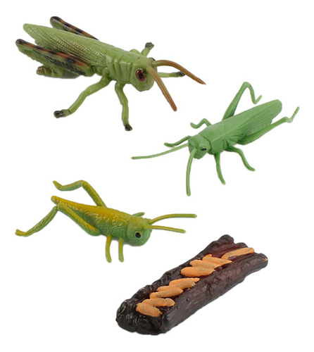 Insectos Saltamontes Realistas/figura De Crecimiento De