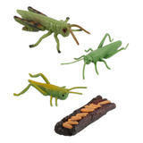 Insectos Saltamontes Realistas/figura De Crecimiento De