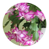 1 Muda Flor De Maio Pote 11 - Schlumbergera Truncata