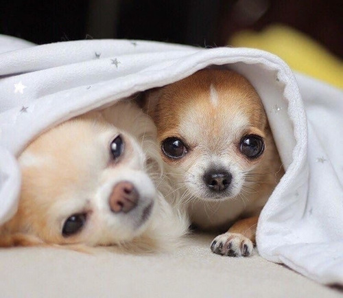 Cachorros Chihuahua Mini      144