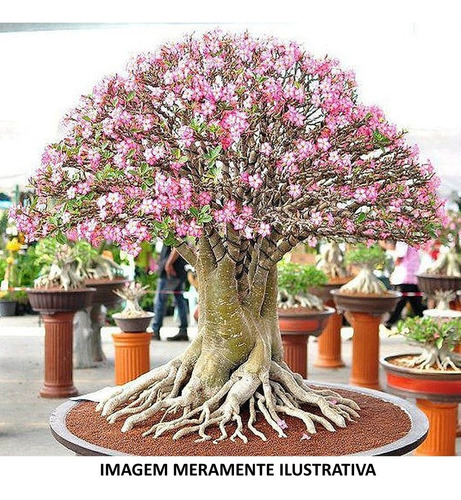 1 Planta Rosa Do Deserto Simples Muda Adulta Já Floresceu 