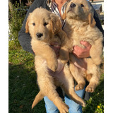 Cachorros Golden Retriever