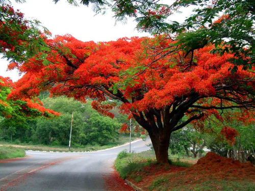 50 Sementes Flamboyant Vermelho Delonix Regia Bonsai P/ Muda