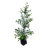 Plantas Eugenia Myrtifolia Cerco Perimetral Vivero Pack X12