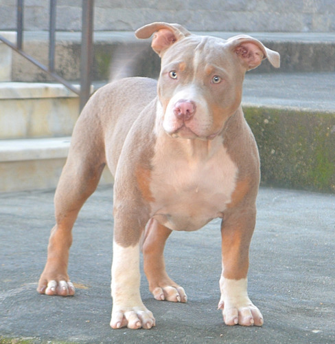 Filhote American Bully Cinza, Blue Merle, Red Merle