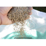 Semillas Rye Grass Anual Estanzuela Premium 25kg Para 500mt2