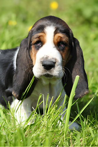 Perros Basset Hound Cachorros En Venta Medellin Bucaramanga