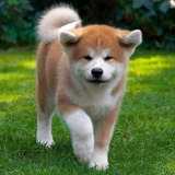 Akita Inu Bonitos Lindos Filhotes Disponível