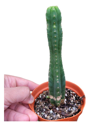 Trichocereus Pachanoi Chico. 14cm. Cactus Peru