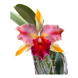 Orquídeas Cattleyas