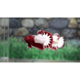 Betta De Linhagem White Scale (ws) Pk Ohm (casal)