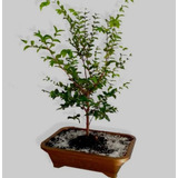 Bonsai De Jabuticaba 5 Anos Fertilizada Com Vaso 