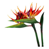 Dodxiaobeul Bird Of Paradise - Flor Permanente Grande De 32.