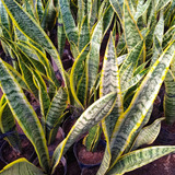 Promo Pack 5 Sansevieria Trifasciata - Lengua Suegra - M 12