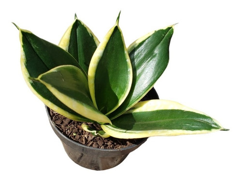 Mini Espada De São Jorge Sansevieria Black Gold Rara Coleção