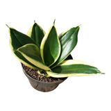 Mini Espada De São Jorge Sansevieria Black Gold Rara Coleção