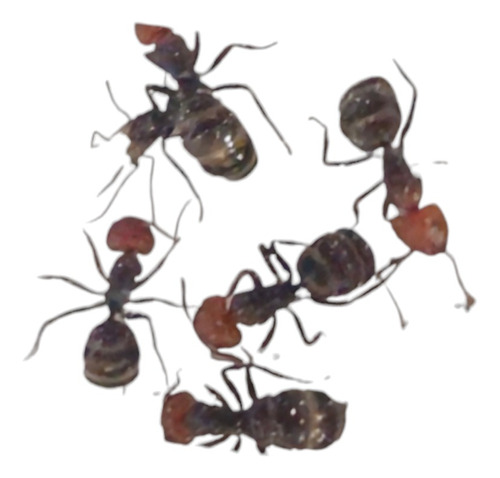 Hormiga Reina + Obreras Camponotus L - Unidad a $32