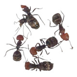 Hormiga Reina + Obreras Camponotus L - Unidad a $40