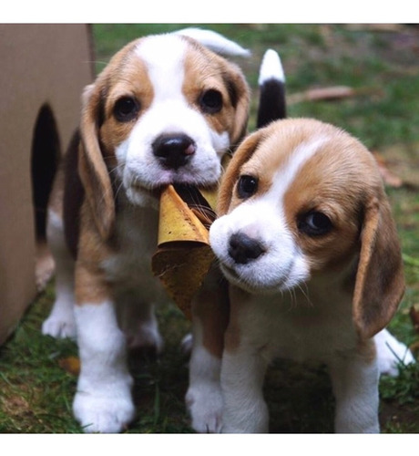 Cachorros Beagle Premium    77