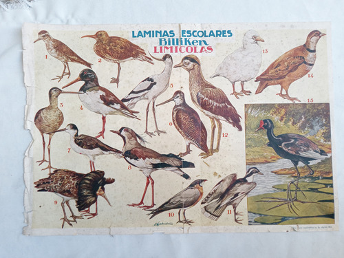 Lamina Antigua Revista * Billiken * Aves Limicolas