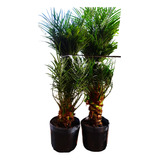 Palmeira Fenix 30cm Tronco Muda 2 Plantas De Condomínio 