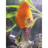 Pez Discus Red And White 