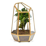 Terrario De Vidrio Para Plantas, 6.5 X 6 X 10 Pulgadas, Terr