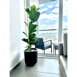 Planta Decorativa Para Interior | Ficus Pandurata