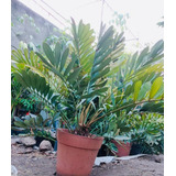 Palma Bola (zamia Furfuracea) Planta 1.2m