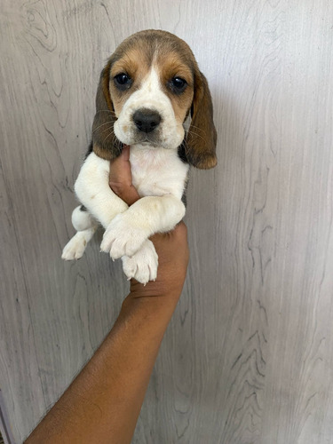 Beagle Cachorros Raza 100% Pura 