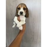 Beagle Cachorros Raza 100% Pura 