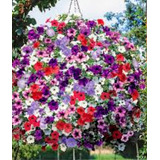 Semillas De Petunia Colgante Mix  Para Bellos Jardines