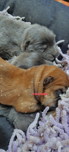 Chow Chow Puros. Son Preciosos!!!! Codigo 49.8.6.0 Rojo 6 