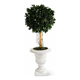 K&k Interiors 16288a-2 Topiary Redondo De Madera De Boj De 1