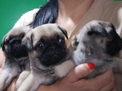 Cachorros Pug Aprovecha Lo Bajamos 