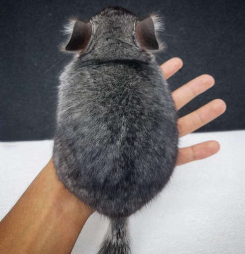 Chinchilla Gris Estándar 